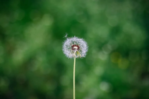 Fluffy Dandelion Green Spring Park — Stock Photo, Image