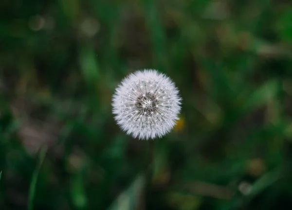 Morbido Dente Leone Verde Parco Primaverile — Foto Stock