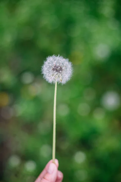 Păpădie Pufoasă Într Parc Primăvară Verde — Fotografie, imagine de stoc