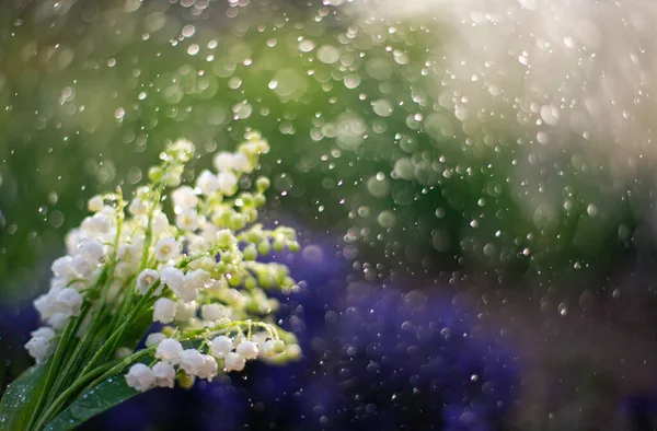 빗방울 골짜기의 백합화 꽃다발 — 스톡 사진