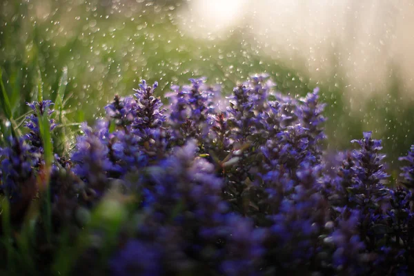 Lila Blommor Regn Solljuset — Stockfoto