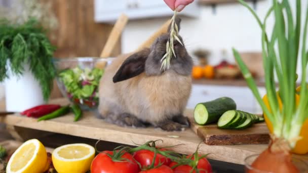 부엌에서 토끼먹이기. 유기농 건강 식품 개념. — 비디오