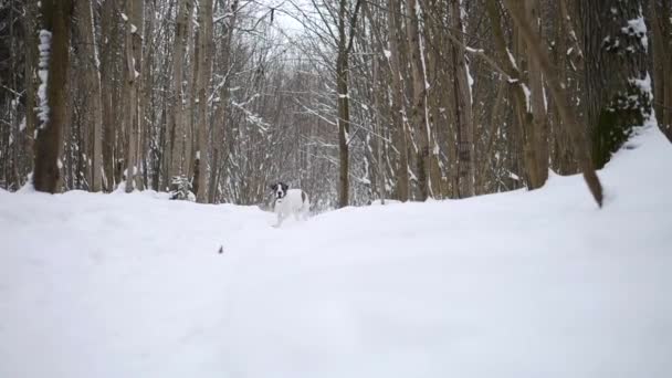 Joven perra corriendo en nieve en invierno Wonderland Forest. Moción lenta . — Vídeos de Stock