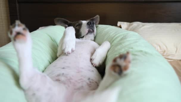 Perezoso perro durmiendo en maternidad almohada en cama — Vídeo de stock