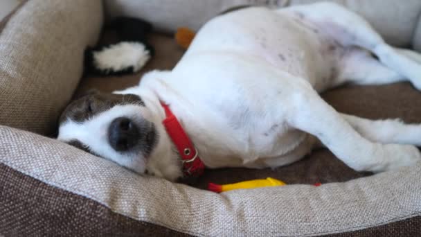 Close up Of Dog Sleeping On Pet Bed . — стоковое видео