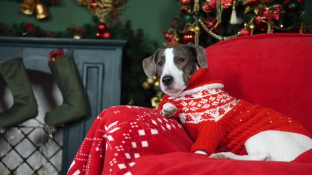 Σκύλος που φοράει εορταστικά Χριστούγεννα πουλόβερ κάθεται στο σπίτι. Καλά Χριστούγεννα και Πρωτοχρονιά.. — Αρχείο Βίντεο