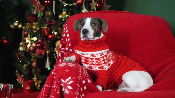 Pies świętuje Wesołych Świąt i Szczęśliwego Nowego Roku w domu — Wideo stockowe
