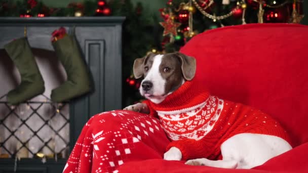 Hund bär jultröja sitter i fåtölj. Julfirande. — Stockvideo