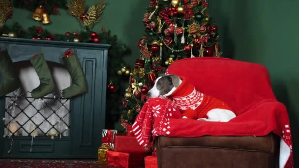 Σκύλος σε πλεκτό πουλόβερ κάθεται κοντά σε τζάκι και χριστουγεννιάτικο δέντρο. — Αρχείο Βίντεο