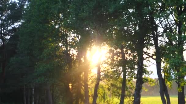 Solstrålar lyser genom träd i skogen — Stockvideo