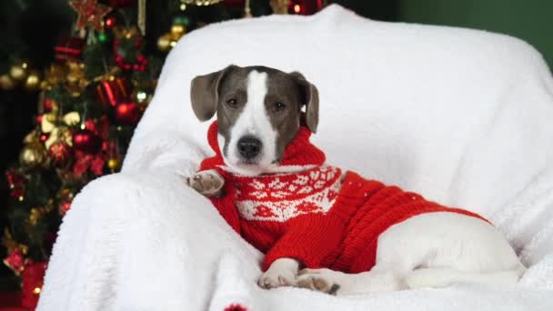 Retrato de cão no Natal. Feliz animal de estimação engraçado — Vídeo de Stock