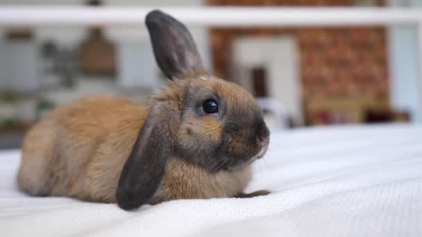 작은 부활절 갈색 토끼가 침대에 앉아 있습니다. 재미있는 집 애완 동물. — 비디오
