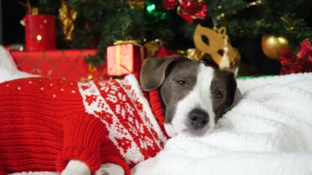 Leuke hond draagt kerst trui liggend onder de boom thuis — Stockvideo