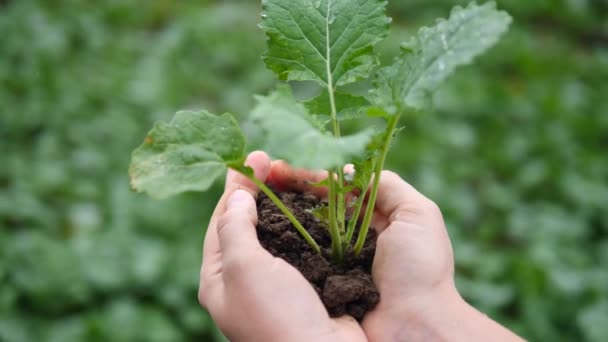 손으로 토양에 유기 녹색식물을 묻는다. — 비디오
