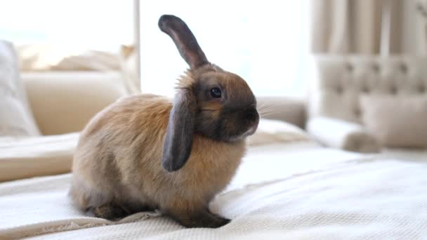 Cute Domestic Rabbit Sitting On Bed In Bedroom — Stock Video