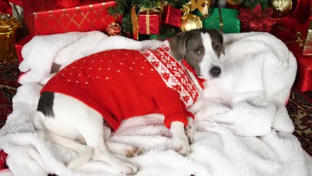 Christmas Santa Dog Lying Under Christmas Tree with Gift Box — стоковое видео