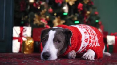 Noel Süveteri İçinde Köpek Evde Noel Ağacı Altında Yatıyor.