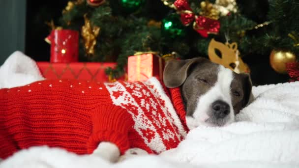 有趣的狗在针织汗衫睡在圣诞树下。 包扎. — 图库视频影像