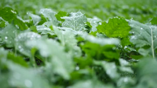 Friss reggeli rágcsálnivalók zöld növényleveleken a mezőgazdasági földeken — Stock videók