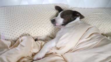 Komik Evcil Hayvanlar Konsepti. Yastıkta Uyuyan Köpek.
