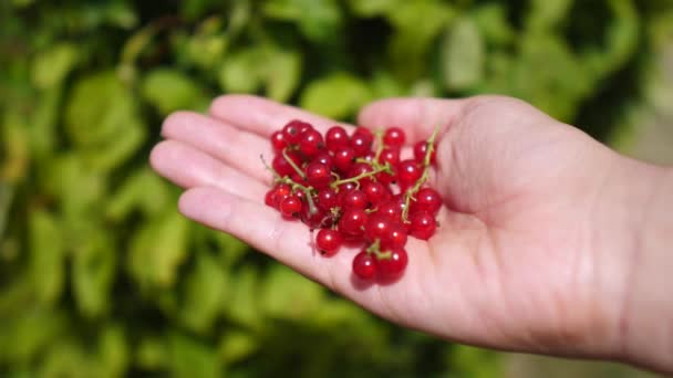 Donna mano tenendo fresco ribes rosso. Mangiare sano, Vegetariano, Cibo Vegano . — Video Stock