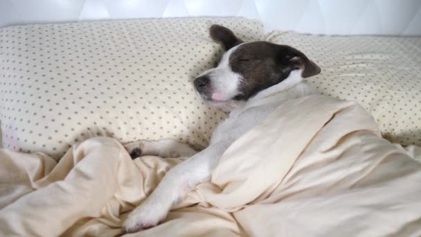 Animais de estimação engraçados e conceito de animais. Cão dormindo na cama em travesseiro . — Vídeo de Stock