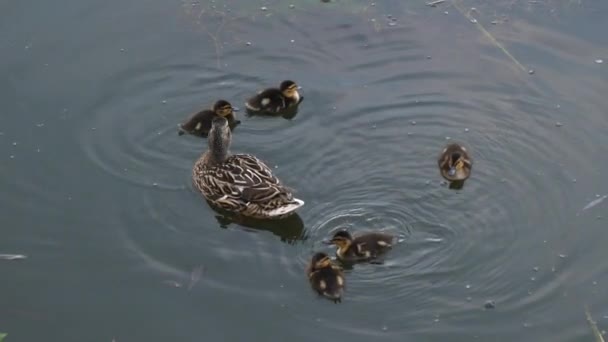 Kaczka i kaczych pływanie w jeziorze — Wideo stockowe