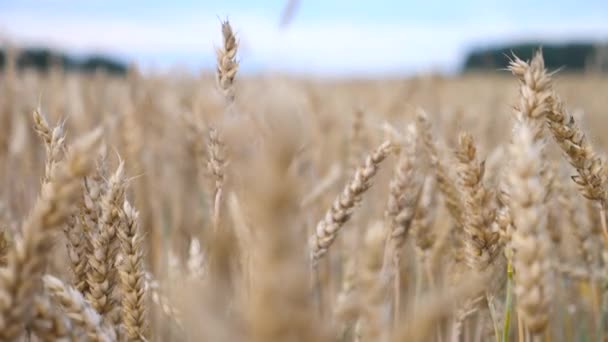 Orejas de trigo en el campo. Paisaje natural. Primer plano. . — Vídeo de stock