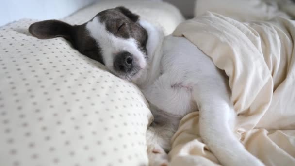 Cão bonito dormindo em casa na cama humana coberta com cobertor — Vídeo de Stock