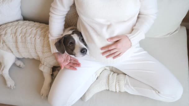 Mujer embarazada descansando con perro en casa. Concepto de felicidad y comodidad, embarazo e higiene . — Vídeo de stock