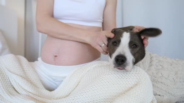 Hamile kadın evde köpeğiyle oynuyor.. — Stok video