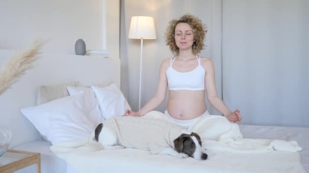 Молодая красивая беременная женщина медитирует и занимается йогой дома с собакой в постели . — стоковое видео