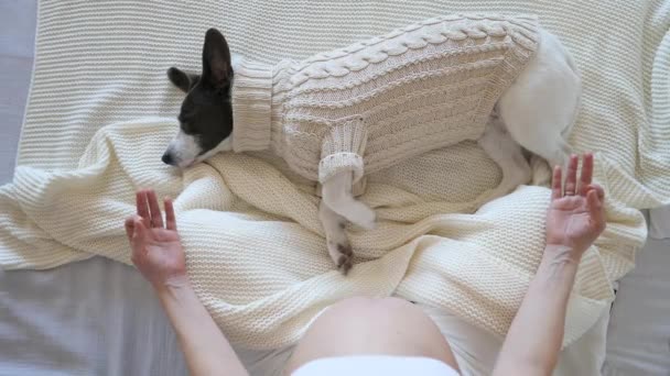 Visão superior da mulher grávida meditando e cão deitado na cama. Conceito de Gravidez e Alívio ao Estresse . — Vídeo de Stock