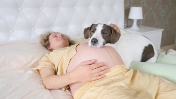 Schwangere liegt mit Hund auf schwangerem Bauch im Bett — Stockvideo