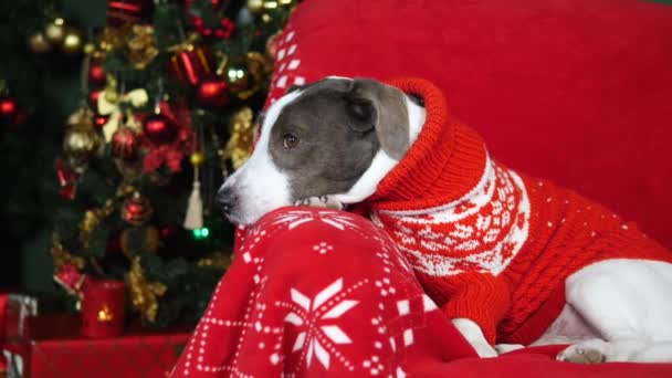 Köpek Noel süveteri giyiyor Evde dinleniyor — Stok video
