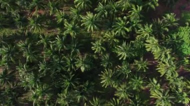 Tropik bir adada Palmiye Ağacı Korusu 'nun havadan görünüşü