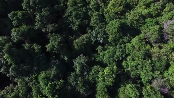 Flygfoto över grön skog — Stockvideo