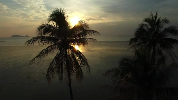 Silhouettes de palmiers sur la plage au coucher du soleil. 4K . — Video