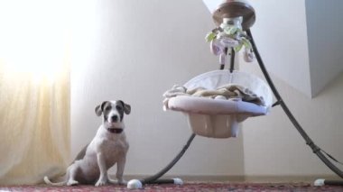 Köpek İnsan Bebeği Koruyor Elektrikli Salıncakta Uyuyor.