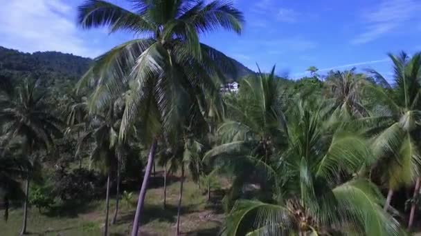 Palmeras de coco en Palm Grove en la isla tropical. Antena . — Vídeos de Stock