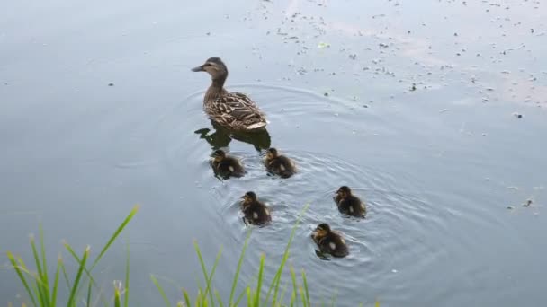 오리들의 가족. 어미가 귀여운 새끼들 과 함께 강에서 헤엄치고 있는 모습. — 비디오