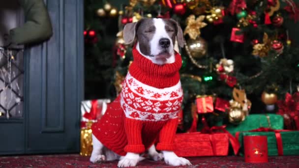 Kırmızı süveter giyen ve Noel ağacının yanında oturan köpek. — Stok video