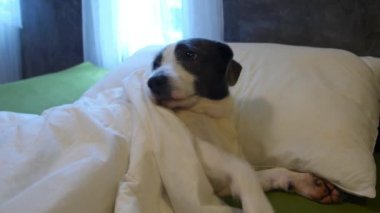 Evcil Köpek Yastığın Üzerinde Başıyla Battaniyenin Altında İnsan Yatağında Dinleniyor