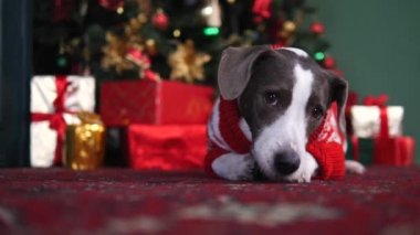 Köpek maması yiyor ve Noel 'i evde kutluyor.