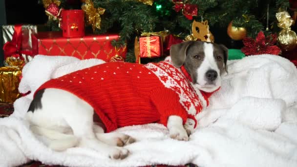 Noel 'de Komik Köpek Çirkin Süveter Giyiyor Noel ağacının altında — Stok video