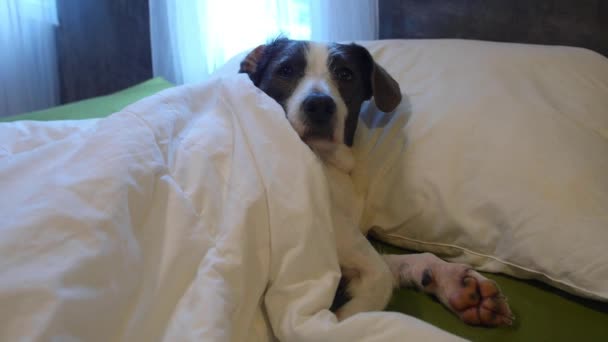 Мила собака лежить в ліжку готовий для сон і відпочинок — стокове відео