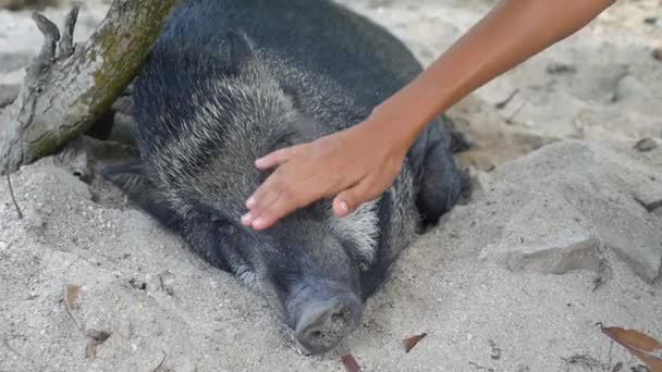 Женщина ласкает свинью с заботой и любовью — стоковое видео