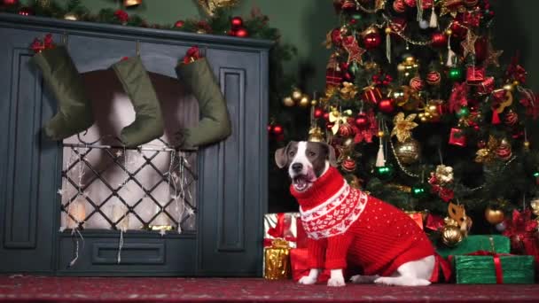 Niedlicher Hund im Strickpullover sitzt neben Kamin und Weihnachtsbaum. — Stockvideo