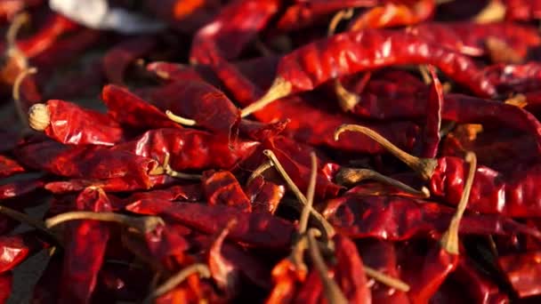 Roter scharfer Chilipfeffer, der an der Sonne in Thailand trocknet — Stockvideo