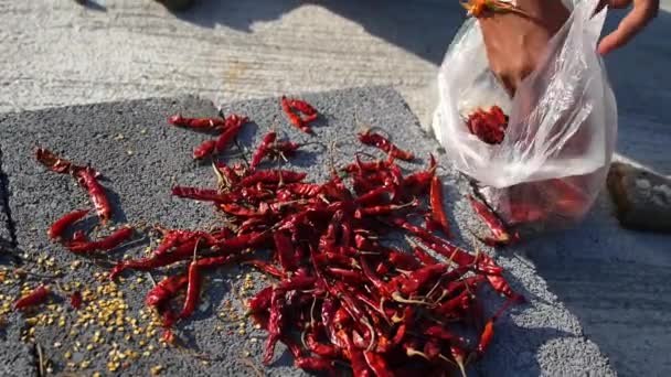 Vrouwelijke hand verzamelen gedroogde Chili pepers — Stockvideo